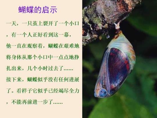 关于唯美的句子破茧成蝶大全 关于唯美句子上进的