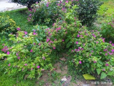 紫茉莉开放优美的句子