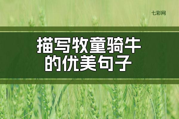 描写牧童骑牛的优美句子