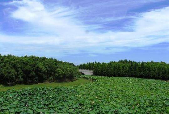 奉贤海湾森林公园门票价格及购买方式