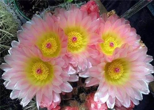 关于仙人球开花的优美句子大全 关于仙人球开花的文案幽默