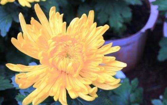 关于赞美菊花花的句子唯美短句大全 关于赞美菊花的诗句有哪些