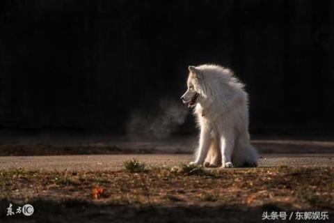 关于比喻白眼狼的句子大全 白眼狼比喻什么动物
