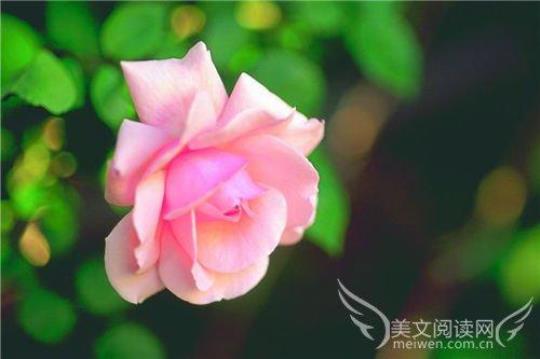 关于自然界的草木的优美句子大全 自然界草木的衰荣