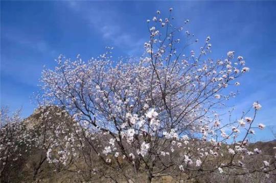 关于山花树草的优美句子大全 关于花树的优美句子