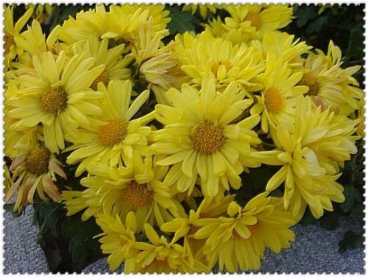 关于描写菊花坛的优美句子大全 关于描写菊花的诗句