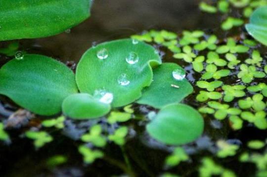 关于用浮萍表达乡愁的句子大全 浮萍表达的哲理
