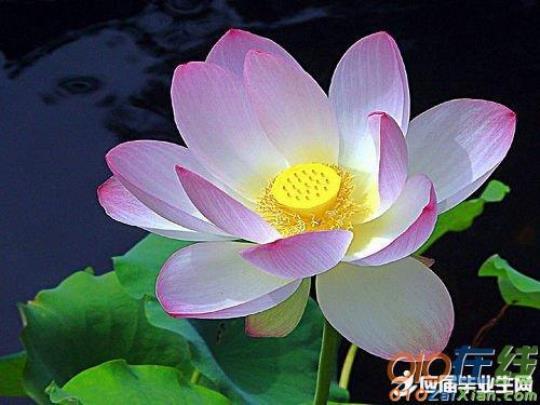 关于表达荷花开了句子大全 表达荷花的诗句