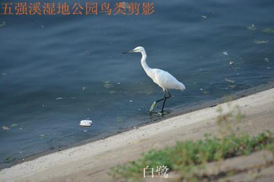 关于描写白鹭丝的优美句子大全 关于描写白鹭的说明文400字左右