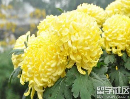关于比喻菊花开放的句子大全 古人把菊花比喻成什么