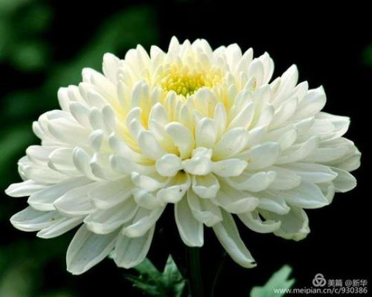 关于庭中有奇树借花表达怀念之情的句子大全 庭中奇树(古诗十九首)