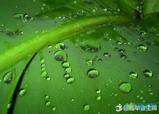 关于比喻春雨的句子是大全 描写春雨的比喻