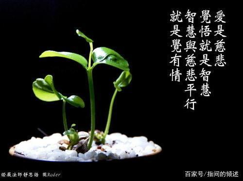 关于比喻境界高的句子是大全 比喻喝茶境界