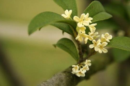 关于八月桂花优美句子大全 关于八月桂花香的诗句有哪些