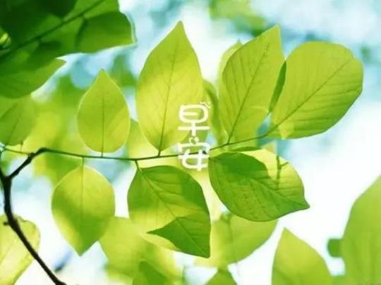 关于唯美早安优美句子大全 温馨唯美的早安心语