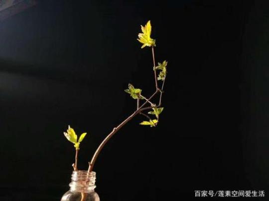 关于人生因残缺而完美句子大全 人生因残缺而完美