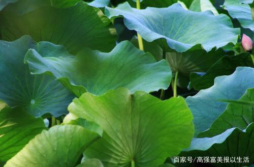 关于表达荷叶开的很美的句子大全 表达荷叶的句子